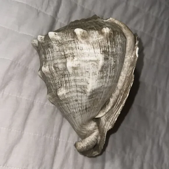 Large Ocean Shell - Picture 5 of 6